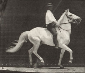 Plate 589 'Clinton' ambling, bareback — figure reference